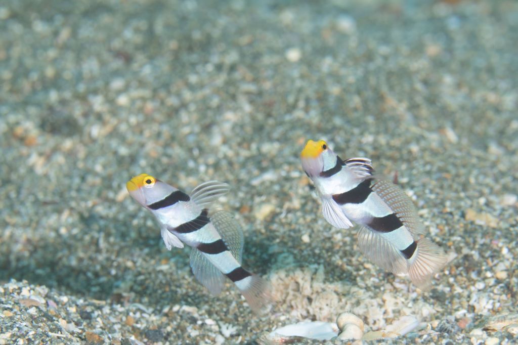 浮いて進む平泳ぎのコツ ポイントを押さえれば沈まない 人魚のクビレ