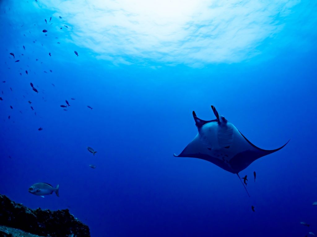 楽になるバタフライ ポイントを押さえて今よりもバタフライをキレイに速く泳ぐ 人魚のクビレ